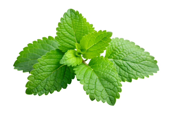 Lemon balm tea a soothing herbal remedy experience