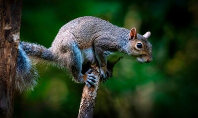 Squirrel balancing on a branch in the forest
