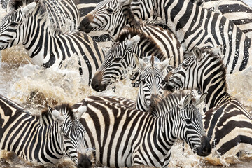 A herd of zebra cross the Mara River during the annual Great Migration in the Masai Mara, Kenya....