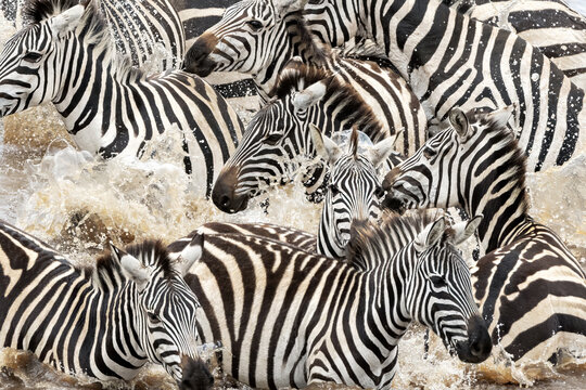 A herd of zebra cross the Mara River during the annual Great Migration in the Masai Mara, Kenya. Closeup of a group splashing through the water.