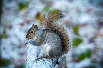 Squirrel eating on a snow-covered tree stump