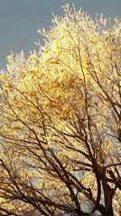 A tree with ice covered branches and a blue sky background