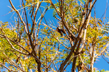 Jacaranda mimosifolia pertenece a la familia de Bignoniaceae.