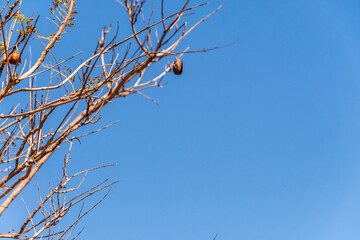 Jacaranda mimosifolia pertenece a la familia de Bignoniaceae.