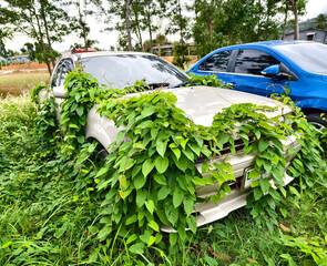 Abandoned cars after accidents in a dense overgrown setting
