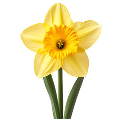 Single yellow daffodil blossom isolated on black background springtime flower nature