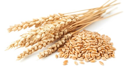 Wheat grains and wheat twigs, on a white background