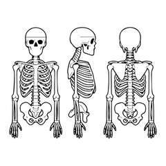 Black and white illustration of three human skeletons in anatomical positions: front, side, and back views. The detailed skeletal structure is highlighted against a dark background.