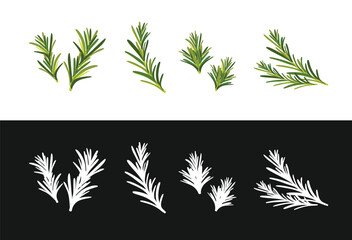 Set of rosemary branches flat vector isolated on white background. Evergreen plant with fragrant leaves. Culinary ingredient in traditional mediterranean cuisine, food seasoning