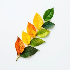 Fototapeta premium Autumnal Gradient: Colorful leaves transition beautifully on a white background.