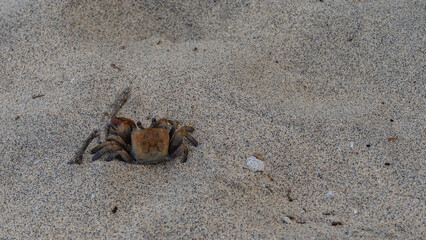 The crab lurk on the sand. A brown shell, legs, and eyes are visible. Top view. Copy space. Madagascar