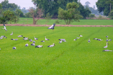 Flock of birds in the rice fields.