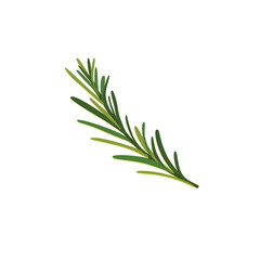 Set of rosemary branches flat vector isolated on white background. Evergreen plant with fragrant leaves. Culinary ingredient in traditional mediterranean cuisine