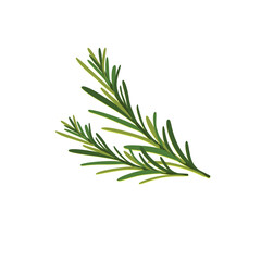 Set of rosemary branches flat vector isolated on white background. Evergreen plant with fragrant leaves. Culinary ingredient in traditional mediterranean cuisine, food seasoning
