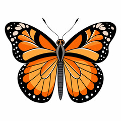 butterfly vector illustration