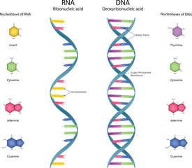 DNA and RNA Structure A Comparative Overview of Genetic Material Vector Illustration