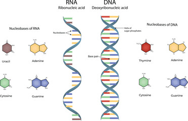 RNA and DNA Structure Nucleobases and Double Helix Vector Illustration