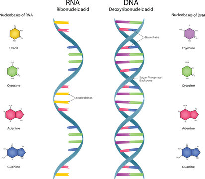 DNA and RNA Structure A Comparative Overview of Genetic Material Vector Illustration