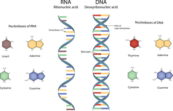 RNA and DNA Structure Nucleobases and Double Helix Vector Illustration