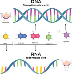 DNA and RNA Structure Genetic Information and Molecular Biology Overview Vector Illustration