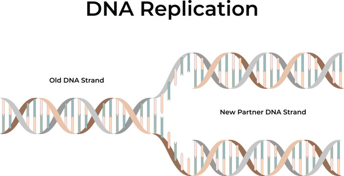 DNA Replication The Process of Copying Genetic Information Vector Illustration