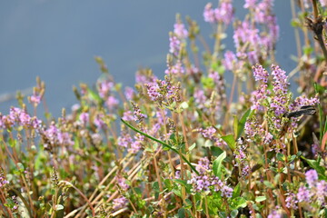 Dwarf rotala or Rotala rotundifolia flowers. It is an aquatic plant that has plenty of ornamental appeal to aquarium plant enthusiasts since it is one of the easiest to grow of the Rotala genus. 