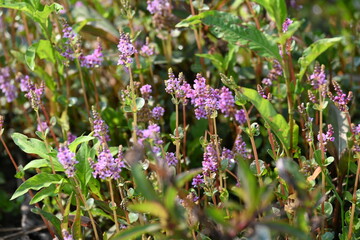 Dwarf rotala or Rotala rotundifolia flowers. It is an aquatic plant that has plenty of ornamental appeal to aquarium plant enthusiasts since it is one of the easiest to grow of the Rotala genus. 