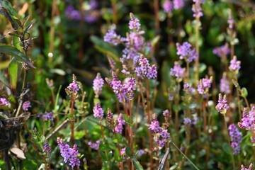 Dwarf rotala or Rotala rotundifolia flowers. It is an aquatic plant that has plenty of ornamental appeal to aquarium plant enthusiasts since it is one of the easiest to grow of the Rotala genus. 