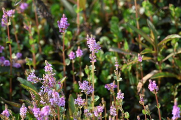 Naklejka premium Dwarf rotala or Rotala rotundifolia flowers. It is an aquatic plant that has plenty of ornamental appeal to aquarium plant enthusiasts since it is one of the easiest to grow of the Rotala genus. 