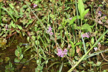 Dwarf rotala or Rotala rotundifolia flowers. It is an aquatic plant that has plenty of ornamental appeal to aquarium plant enthusiasts since it is one of the easiest to grow of the Rotala genus. 