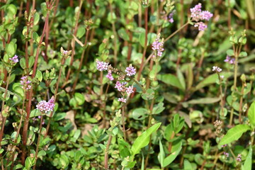 Dwarf rotala or Rotala rotundifolia flowers. It is an aquatic plant that has plenty of ornamental appeal to aquarium plant enthusiasts since it is one of the easiest to grow of the Rotala genus. 