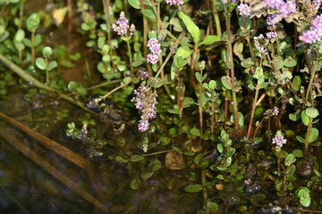 Dwarf rotala or Rotala rotundifolia flowers. It is an aquatic plant that has plenty of ornamental appeal to aquarium plant enthusiasts since it is one of the easiest to grow of the Rotala genus. 