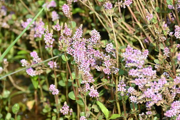 Dwarf rotala or Rotala rotundifolia flowers. It is an aquatic plant that has plenty of ornamental appeal to aquarium plant enthusiasts since it is one of the easiest to grow of the Rotala genus. 