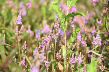 Obraz premium Dwarf rotala or Rotala rotundifolia flowers. It is an aquatic plant that has plenty of ornamental appeal to aquarium plant enthusiasts since it is one of the easiest to grow of the Rotala genus. 