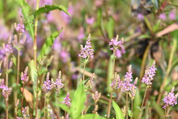 Dwarf rotala or Rotala rotundifolia flowers. It is an aquatic plant that has plenty of ornamental appeal to aquarium plant enthusiasts since it is one of the easiest to grow of the Rotala genus. 