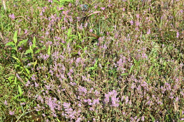 Dwarf rotala or Rotala rotundifolia flowers. It is an aquatic plant that has plenty of ornamental appeal to aquarium plant enthusiasts since it is one of the easiest to grow of the Rotala genus. 