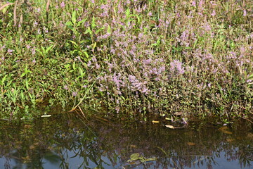 Dwarf rotala or Rotala rotundifolia flowers. It is an aquatic plant that has plenty of ornamental appeal to aquarium plant enthusiasts since it is one of the easiest to grow of the Rotala genus. 