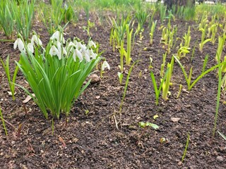 Snowdrop spring white flowers. Fresh Snow drop flower one of spring symbols, spring come. March flowers closeup photography. Snowdrop growing in garden on the ground. Copy space for text.