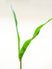 Young Green Plant Sprout