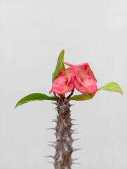 Euphorbia milii isolated on white background