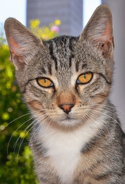 portrait of a cat