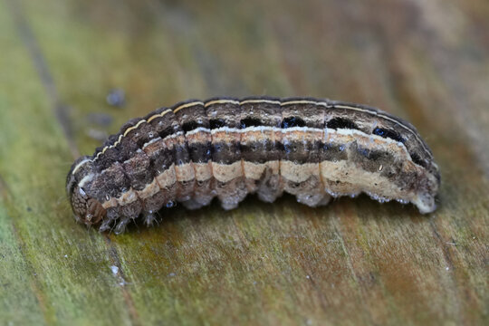 Closeup on a colorful caterpillar of the Square-spot Rustic owlet moth, Xestia xanthographa