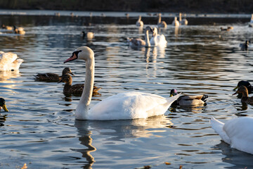 Swans and ducks gathering peacefully in a serene lake