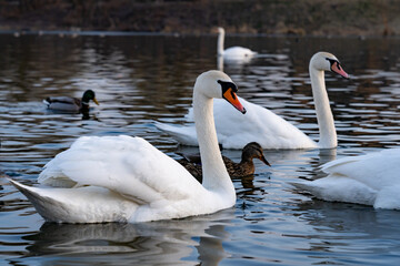 Swans and ducks peacefully swim in a serene lake at sunset