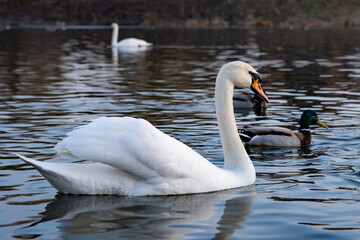 Elegant swan gliding through calm waters with ducks nearby