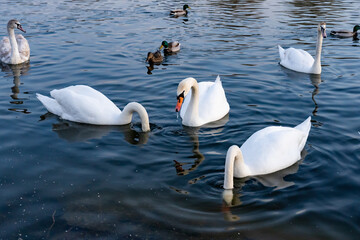 Swans and ducks feeding in a calm lake during late afternoon