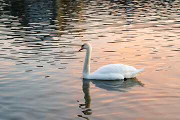 Graceful swan gliding across tranquil water at sunset