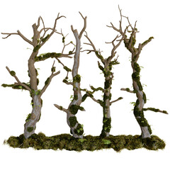 Group of gnarled bonsai trees, moss-covered, isolated on black
