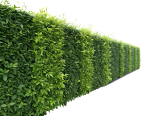 green grass foliage on a white background png