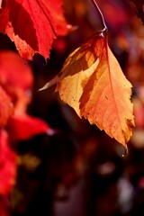 Warm-toned fall leaf with sunlight glow